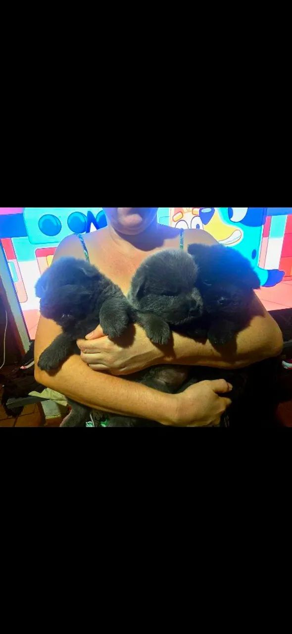 Filhotes de chow chow - Foto 5