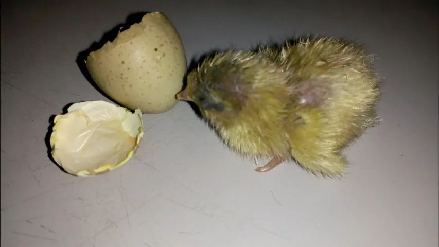 Ovos de codorna férteis/galados - Foto 5