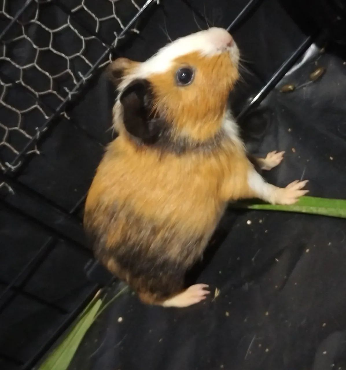 Porquinho da Índia macho 