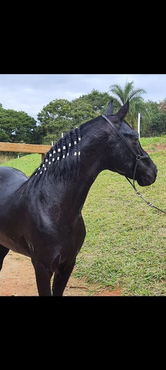 Mangalarga marchador
