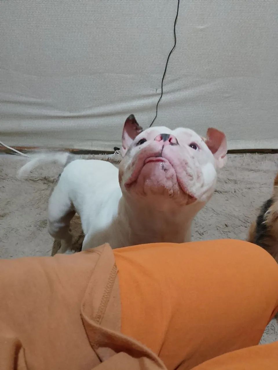 American Bully  - Foto 2