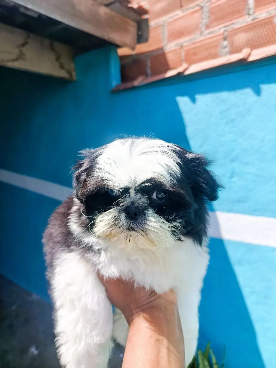 Shih macho - Foto 3