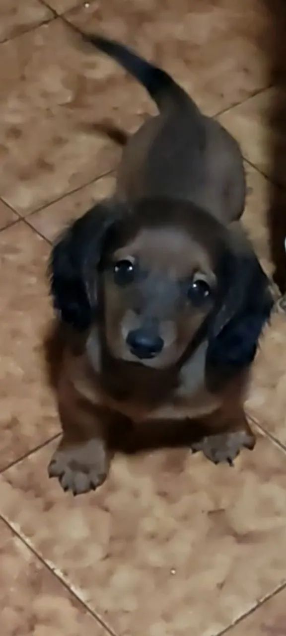 Basset linguicinha 2.100 - Foto 2