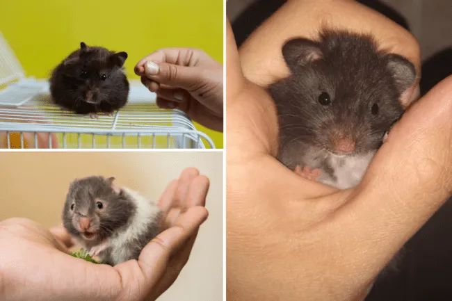 Hamster Sírio. 