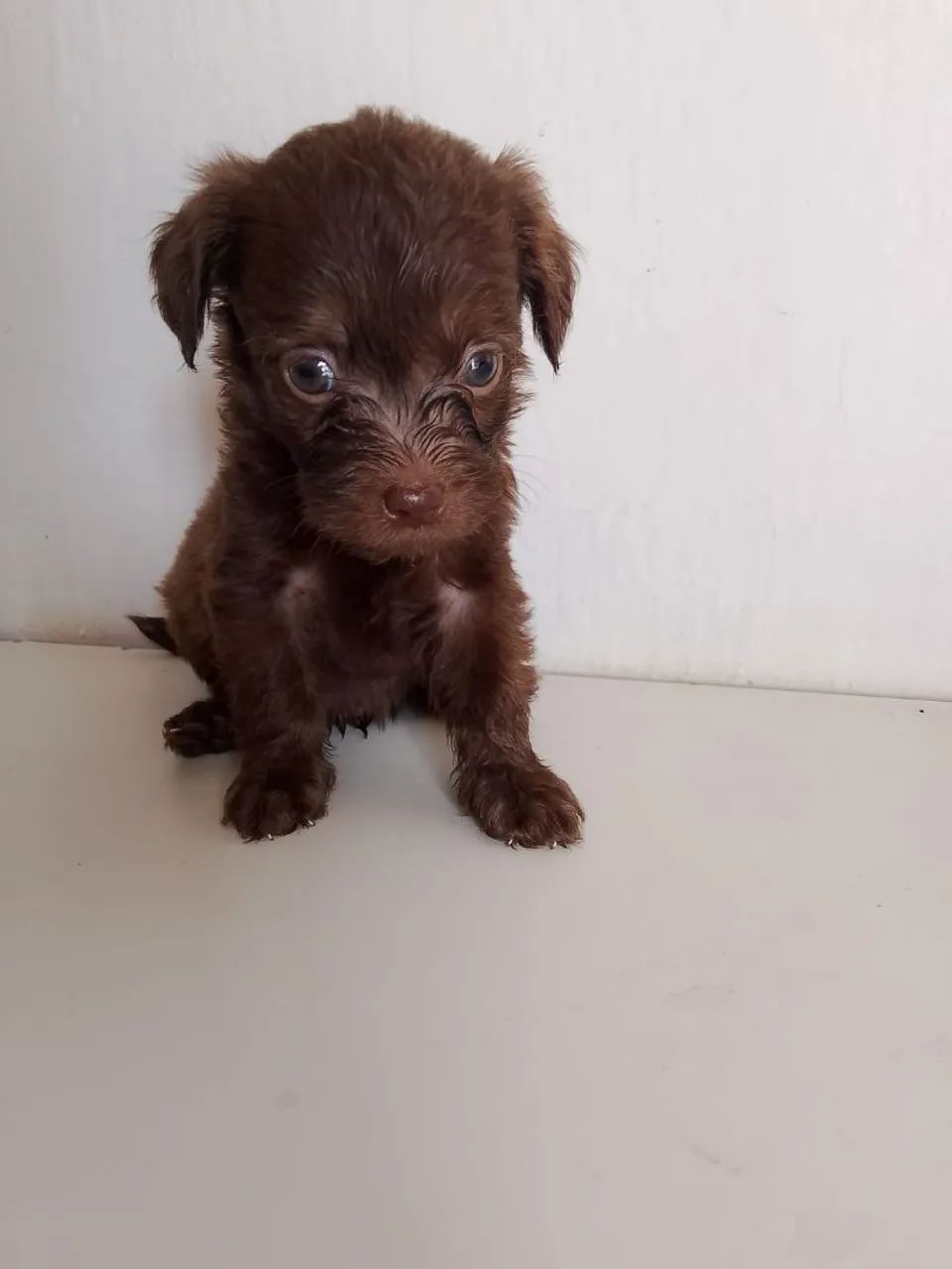 Vende-se filhotes de poodle toy 