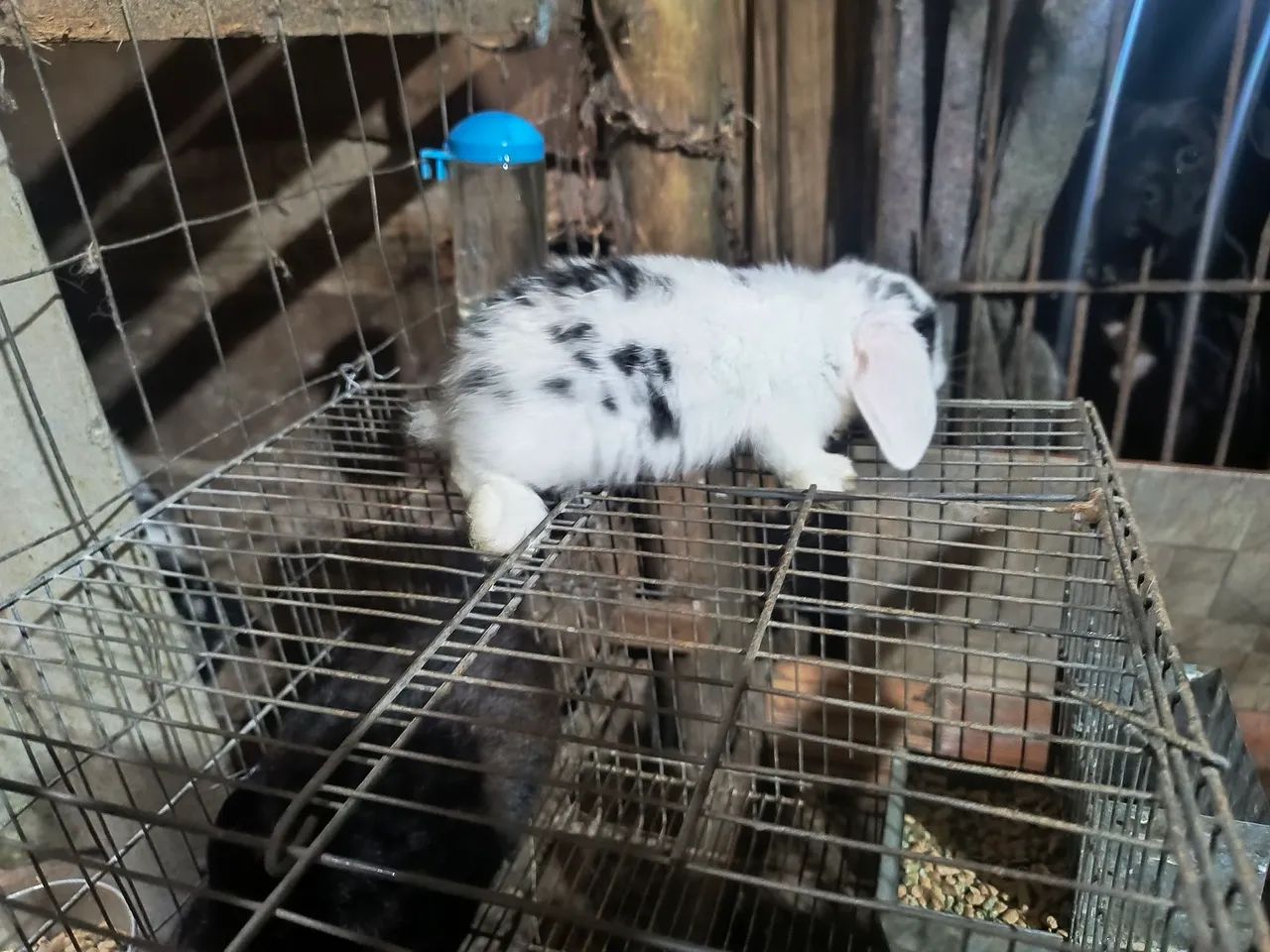 Vendo Coelho mini loop - Foto 6