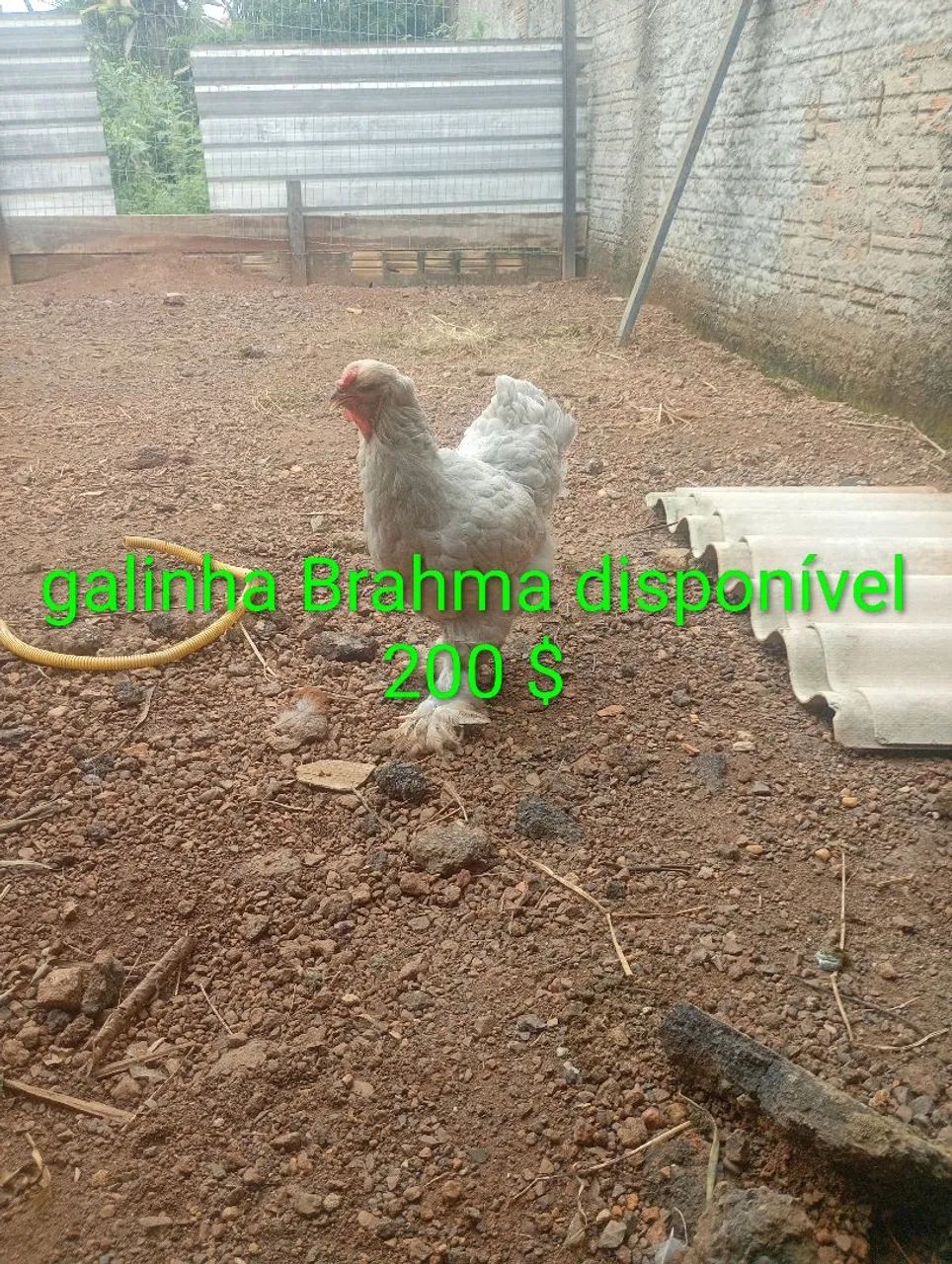 Galo Brahma  - Foto 3