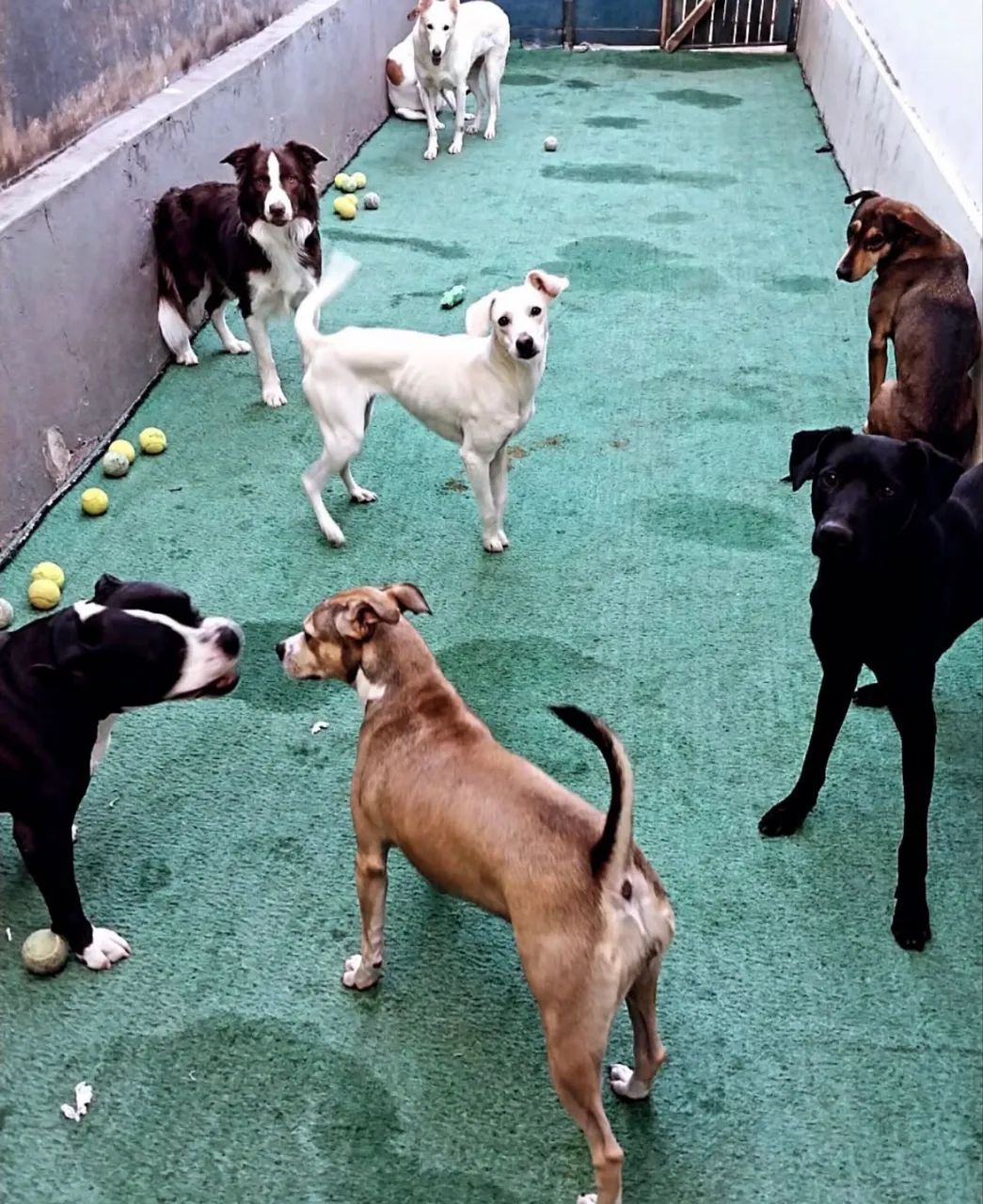 HAPPY DOG PET HOTEL - Foto 4