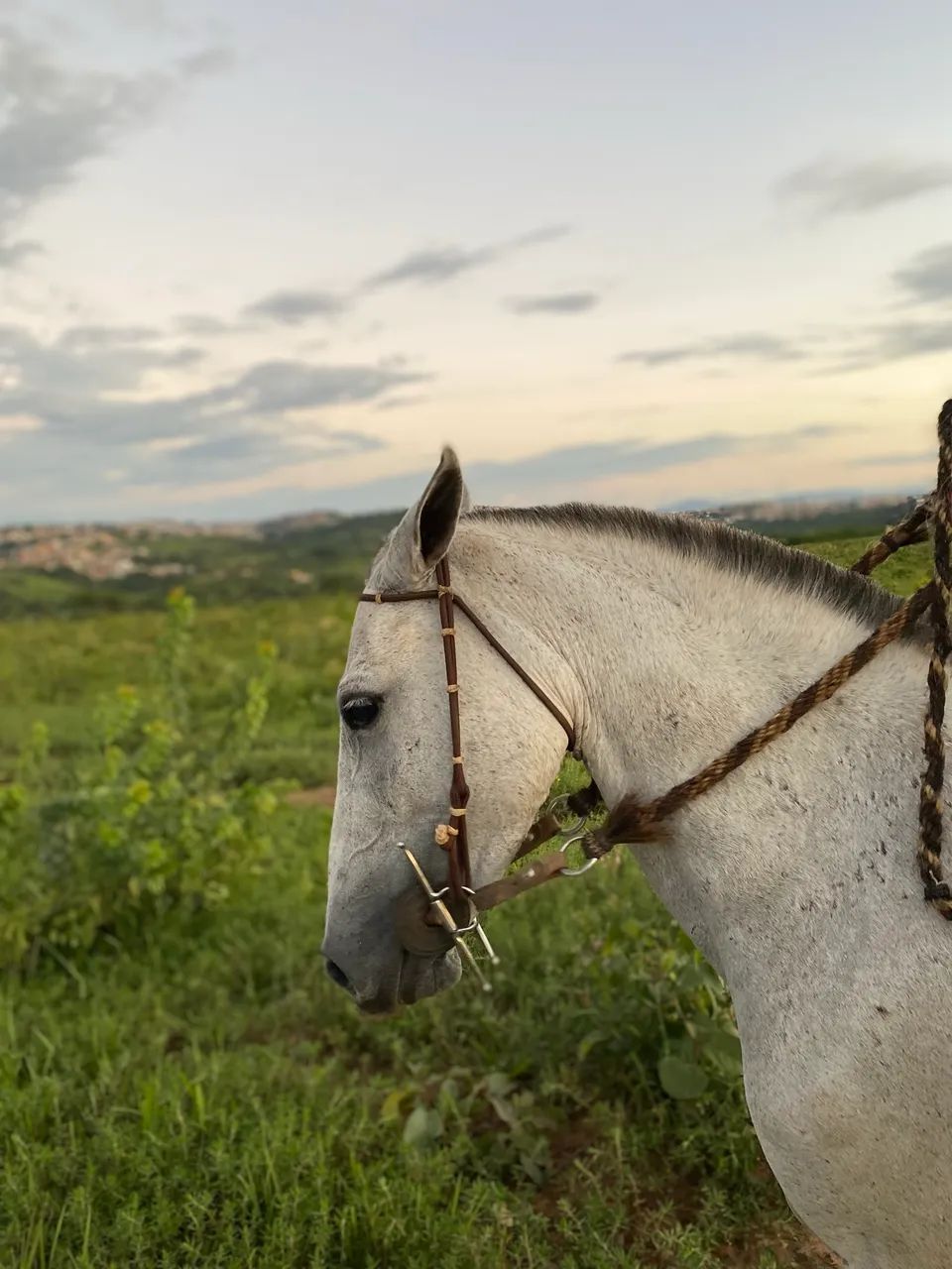  égua macha picada  - Foto 2