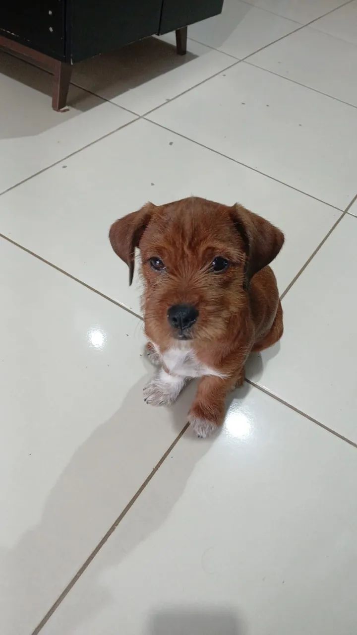 Animal 