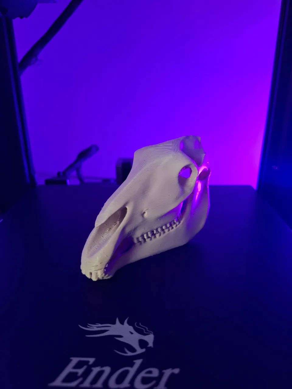 Crânio Equino 3D - Anatomia Veterinária  - Foto 3