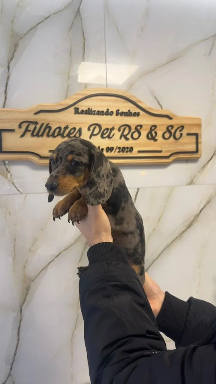 Dachshund