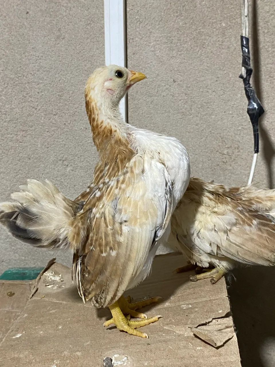 Galo e galinhas Serama  - Foto 4