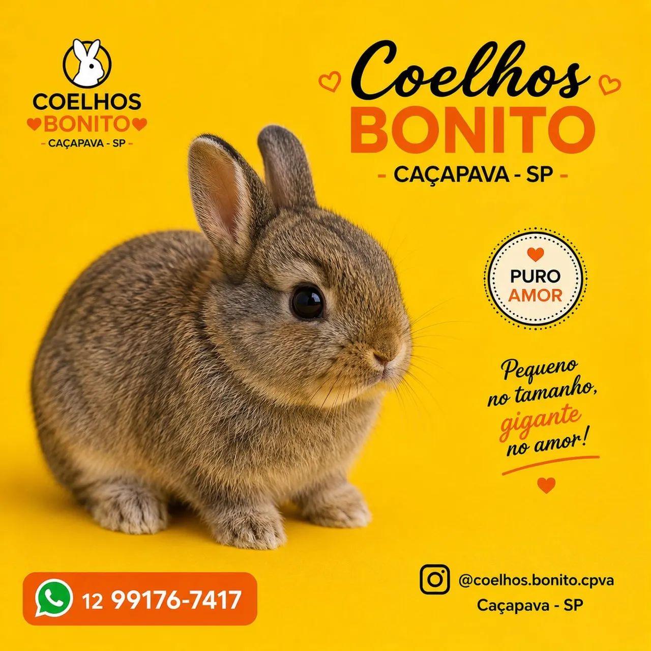 Coelho anão netherland dwarf Albino  - Foto 3