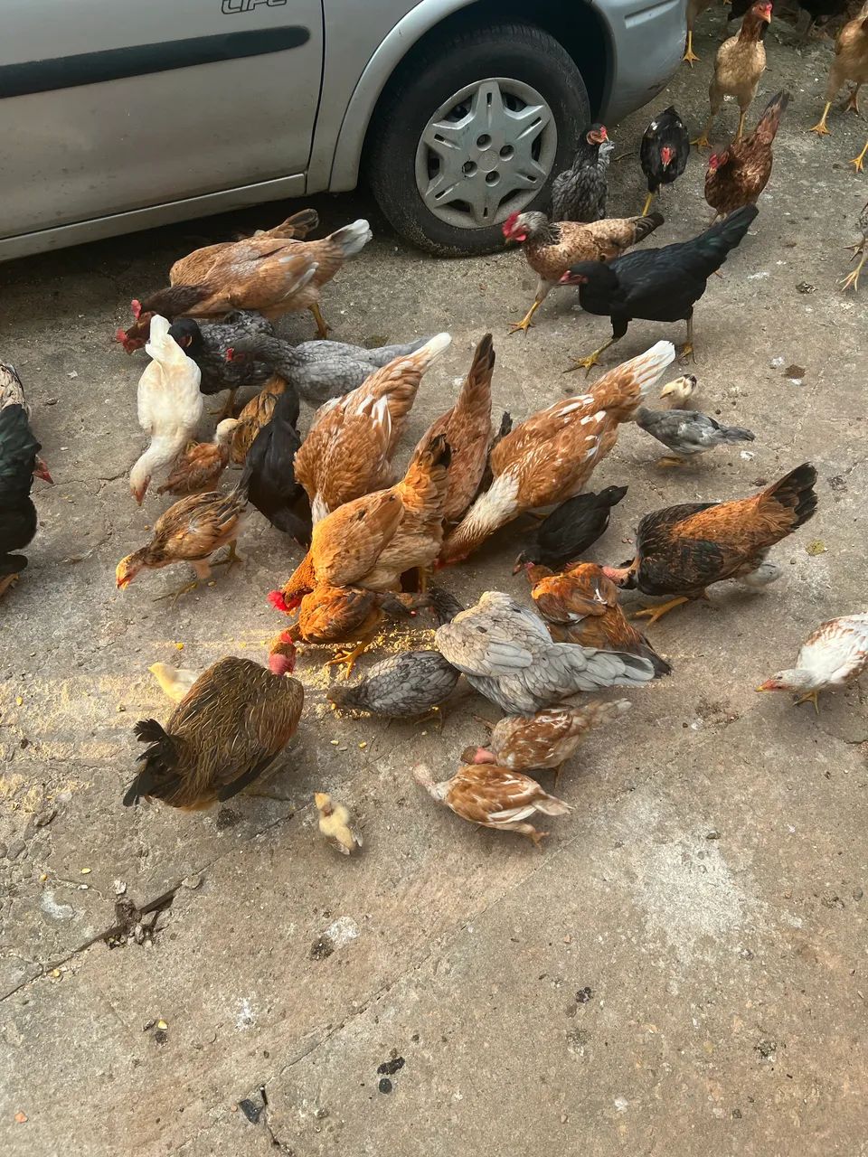 galos e galinhas caipiras com pintinhos - Foto 2