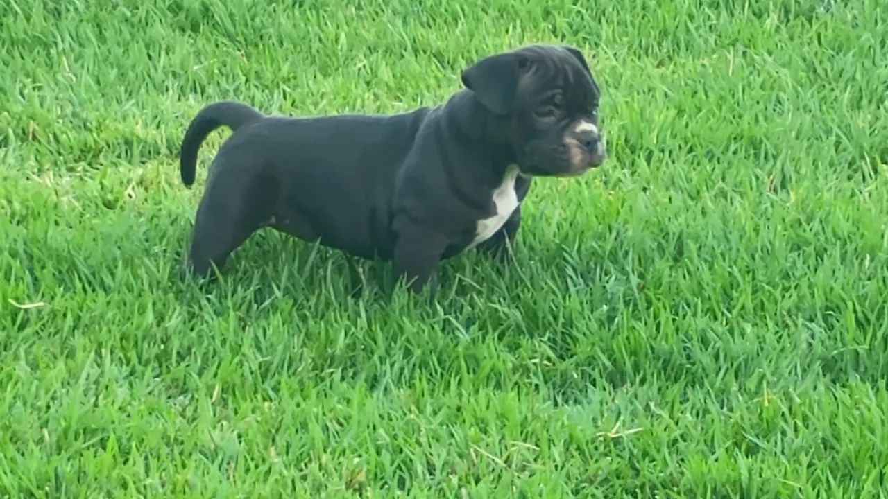 Filhote de american bully  - Foto 5