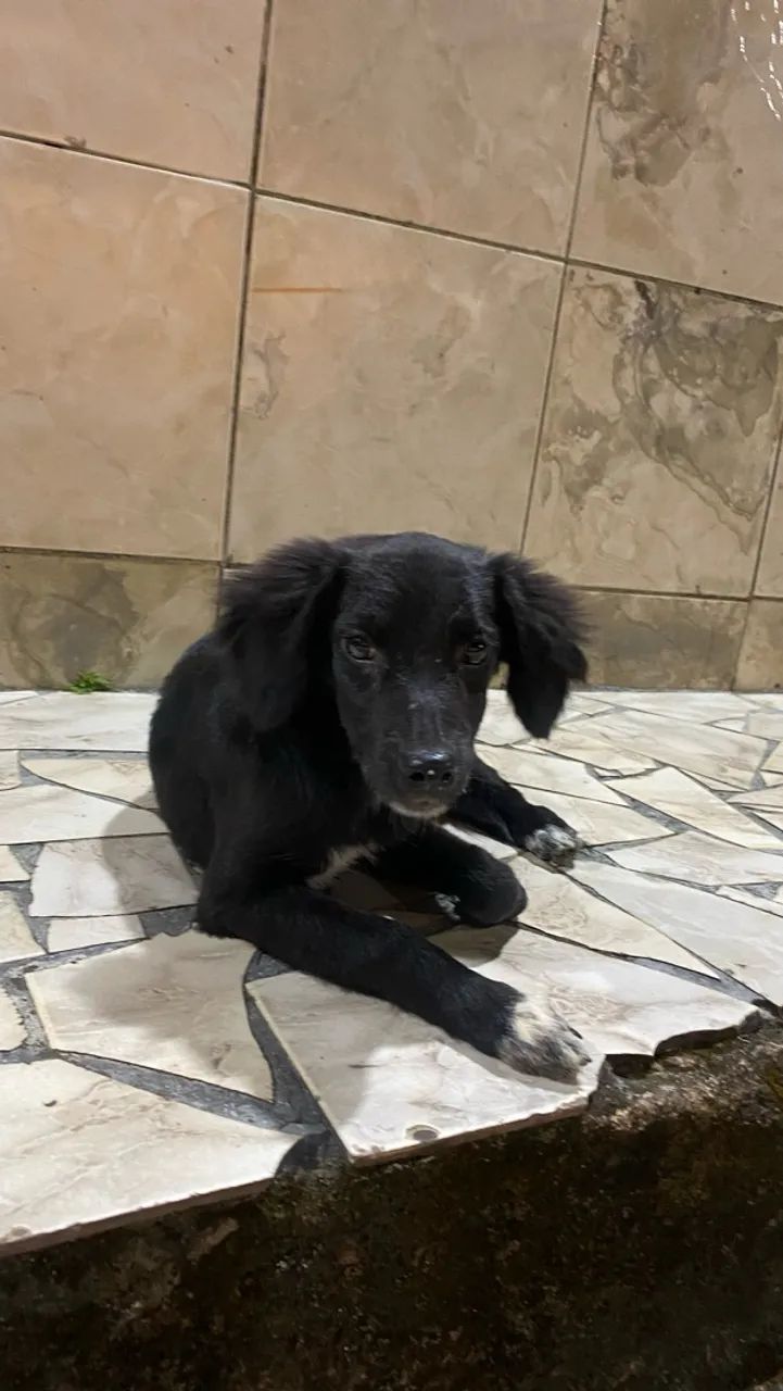 doação de cachorro 
