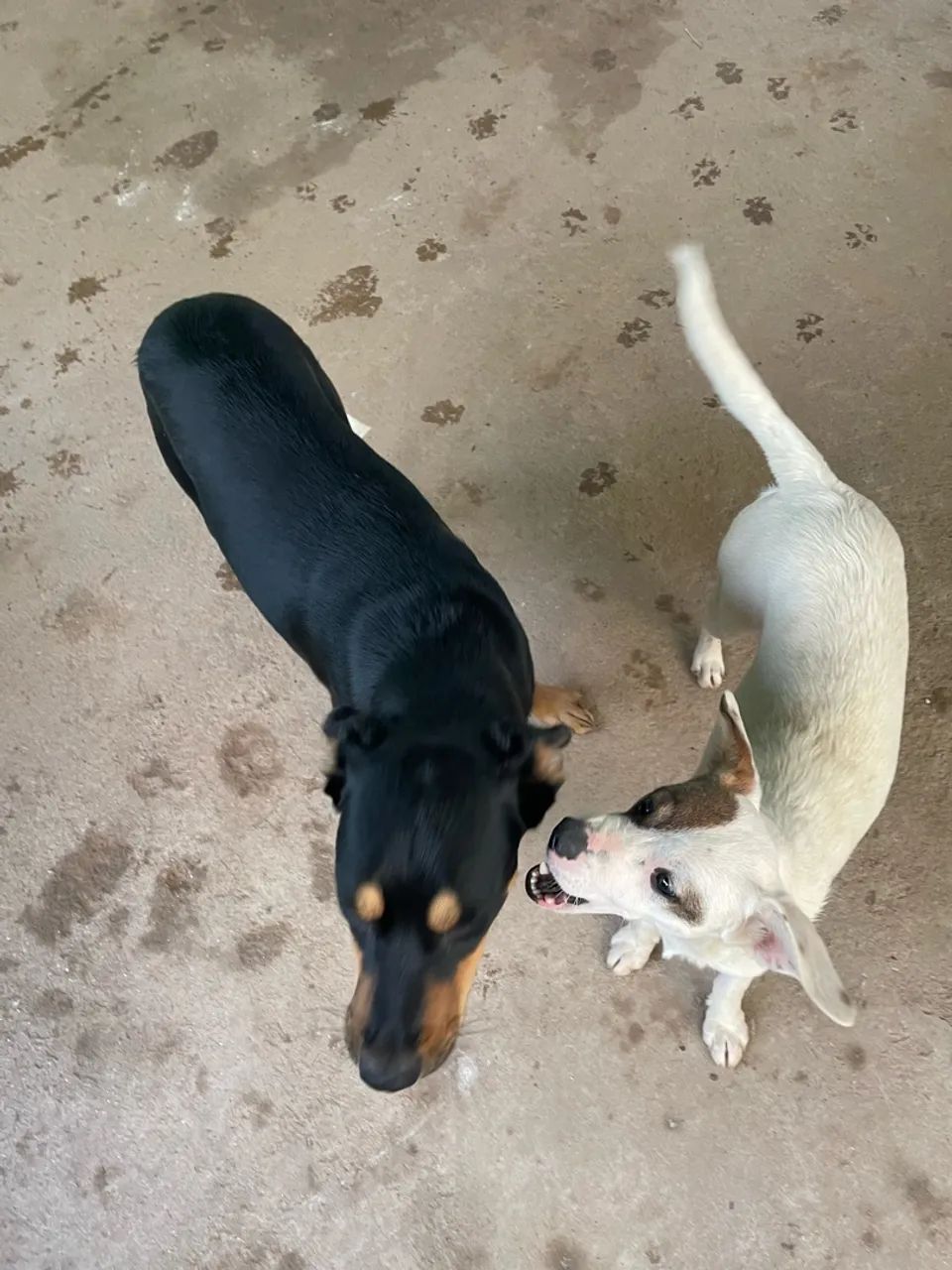 Doa-se cachorros !! - Foto 3