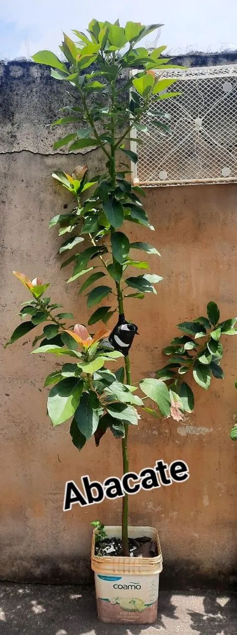 Plantas frutíferas  - Foto 2