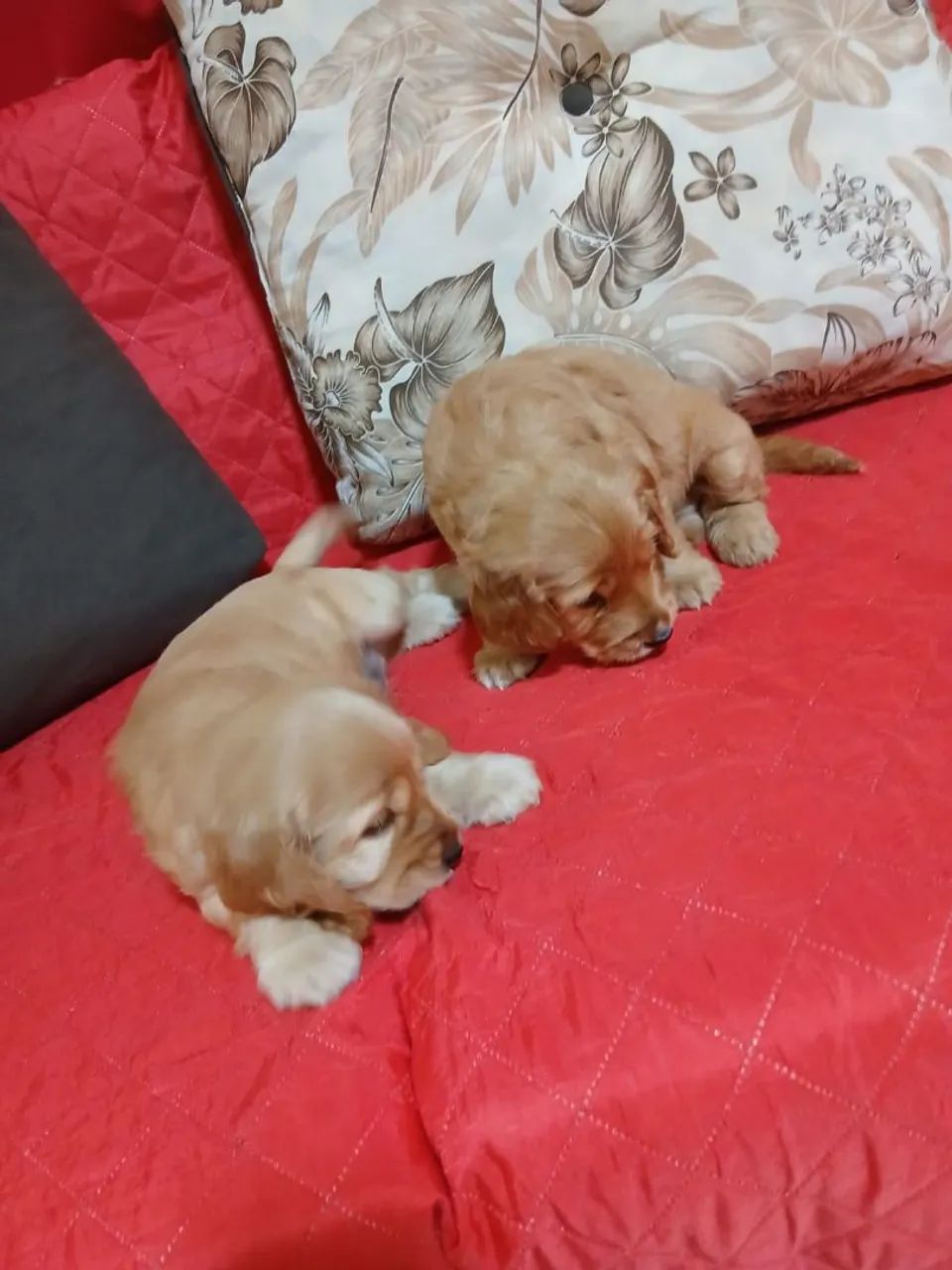 Cocker Spaniel Inglês - MACHOS  - Foto 3