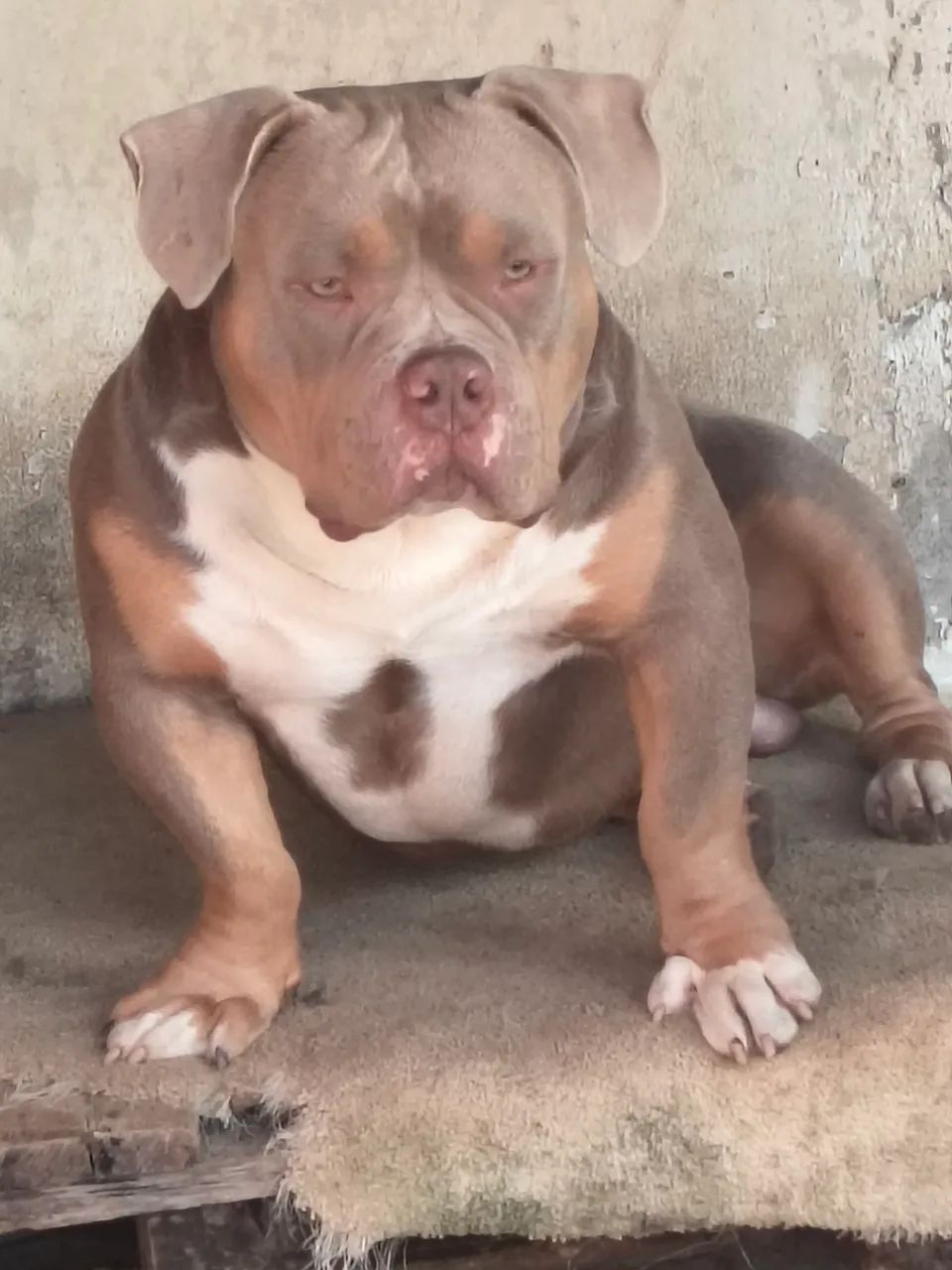 American Bully  - Foto 5