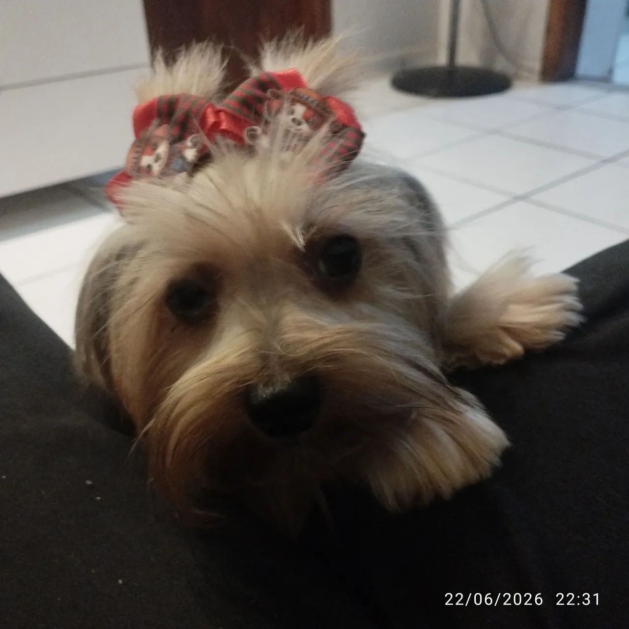 Yorkshire Terrier a venda  - Foto 4