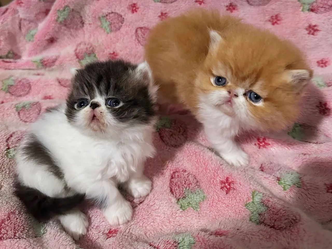 Gato persa  - Foto 3