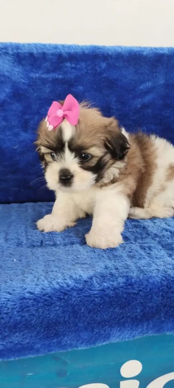Lhasa Apso  - Foto 2