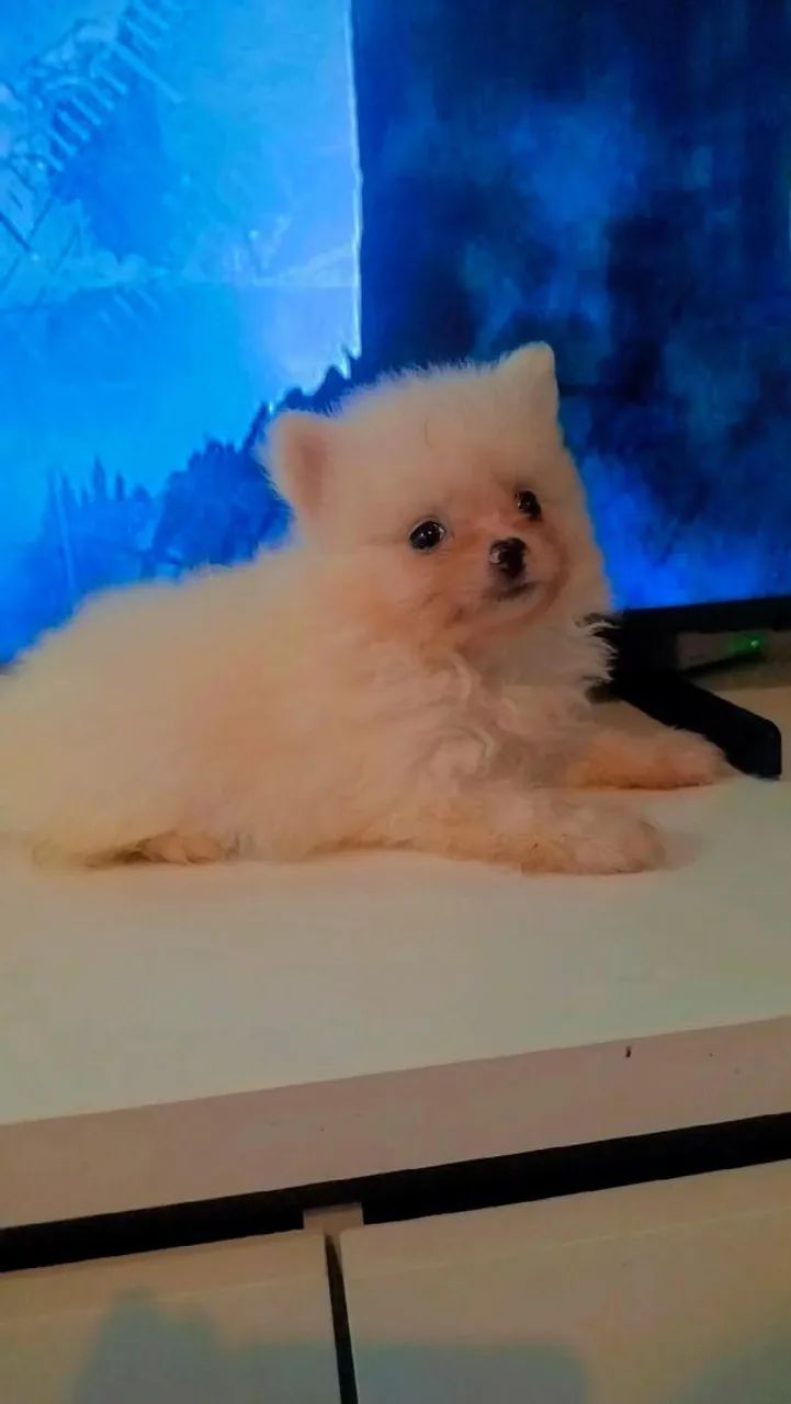 Spitz alemão 