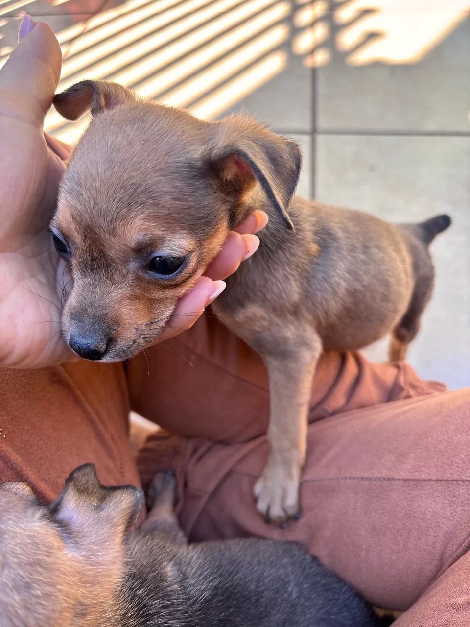 Vendo Pinscher 
