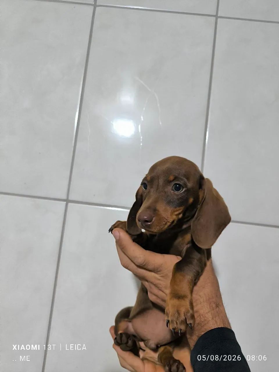 Cofap , salsicha , teckel ( macho promoção )  - Foto 5