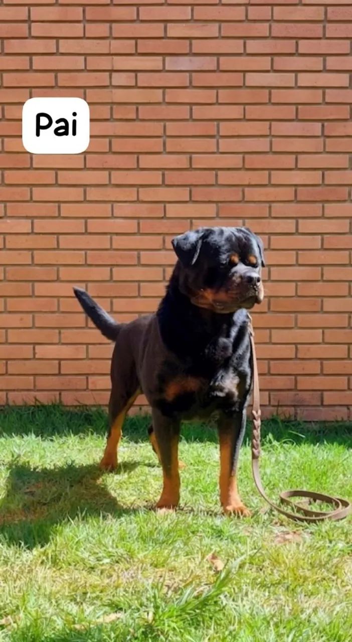 Rottweiler  - Foto 4