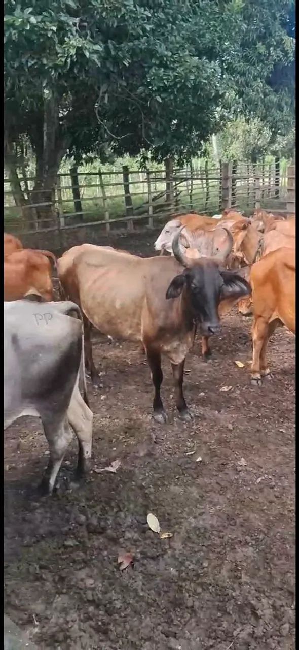 Vacas paridas alta genética Alagoinhas 