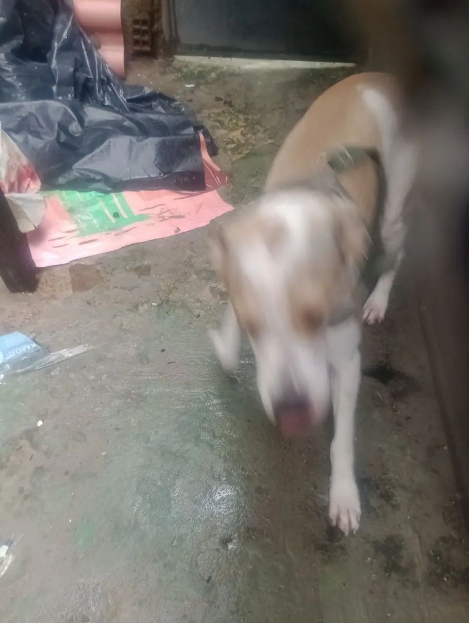 Cachorro de raça  - Foto 4