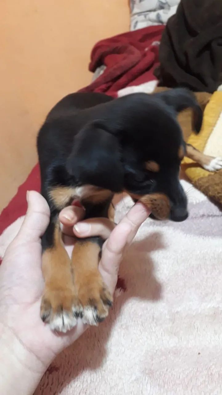 Vendo cachorro pinscher 1 - Foto 2