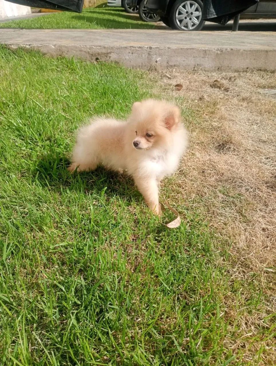 Spitz alemão macho 