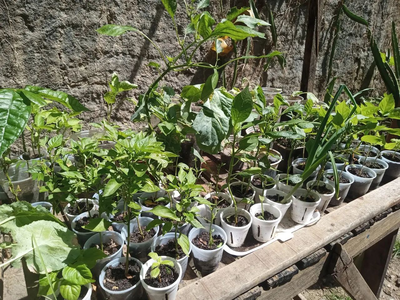 Hidroponia  - Foto 2