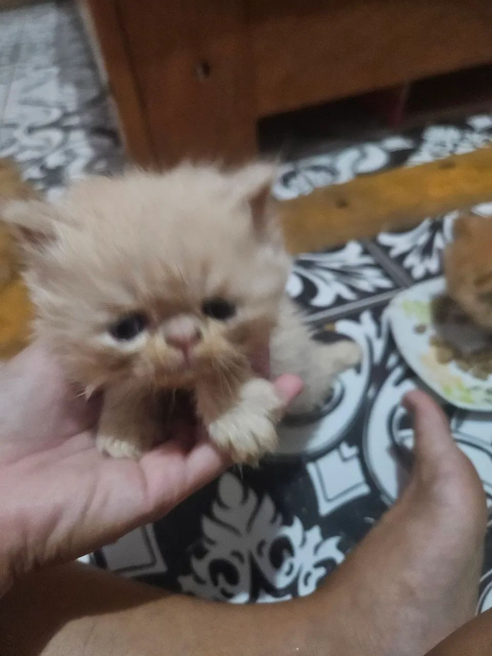 Gatinho  - Foto 5