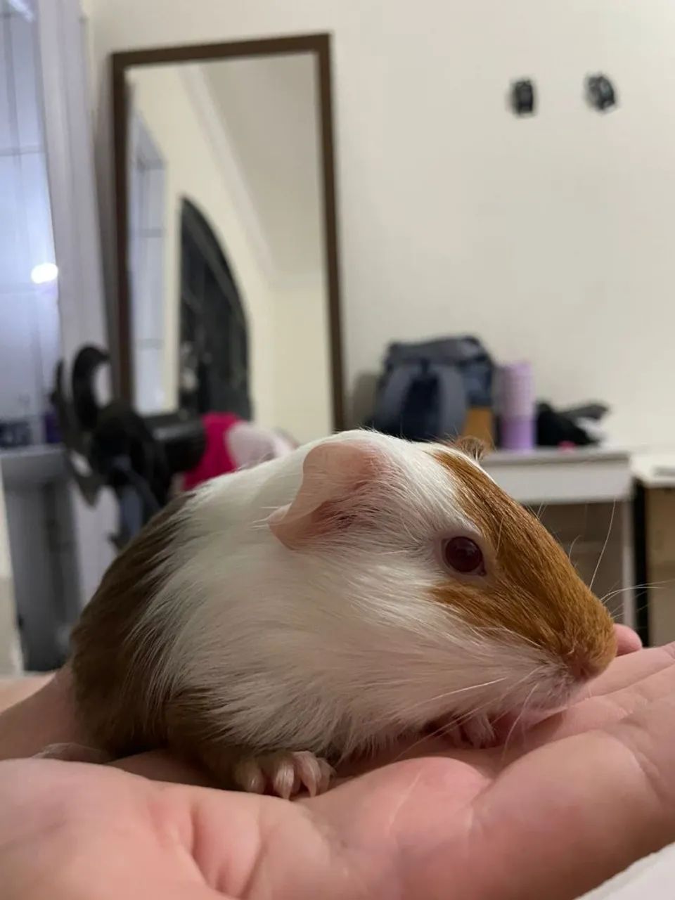 Porquinho da India (3 Fêmeas)