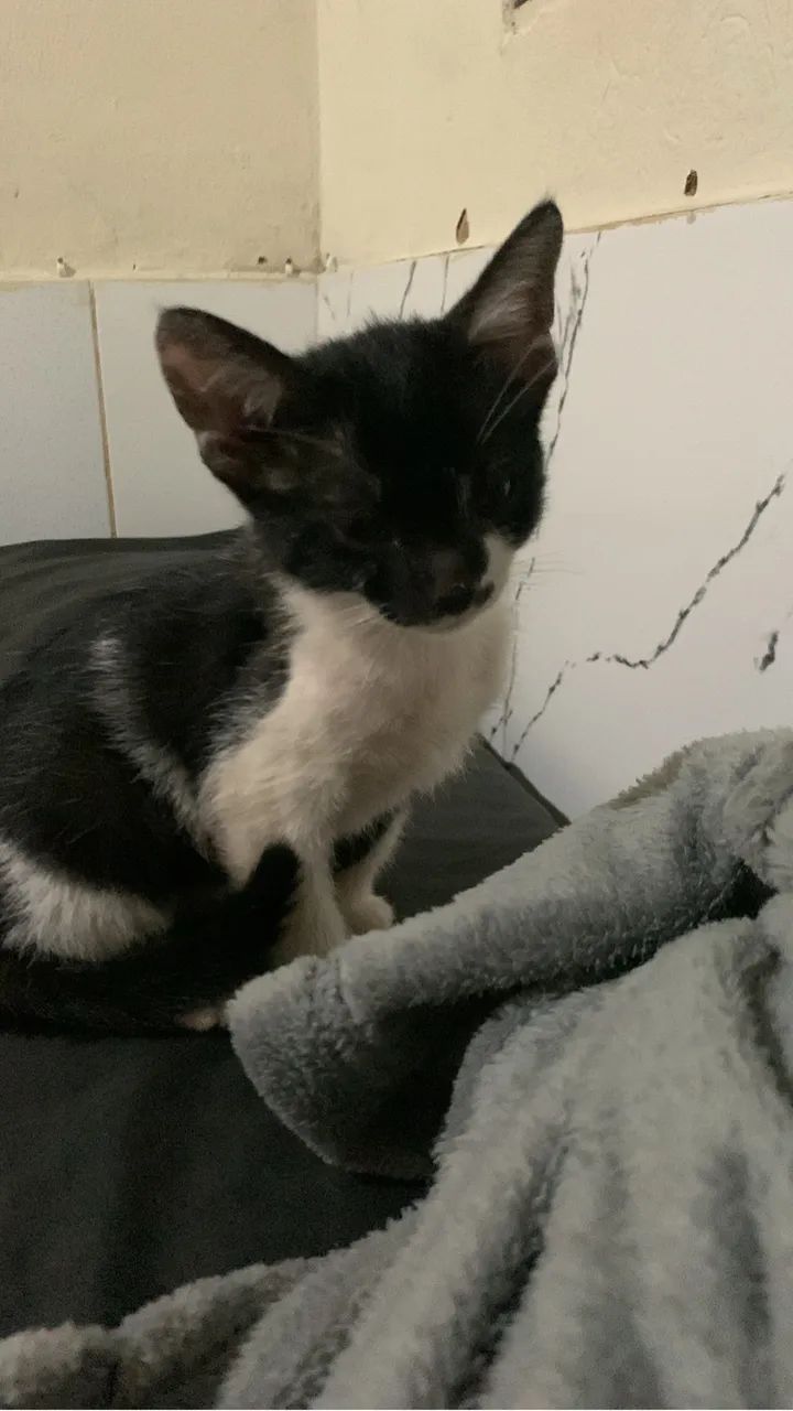 Doação de gata fêmea 