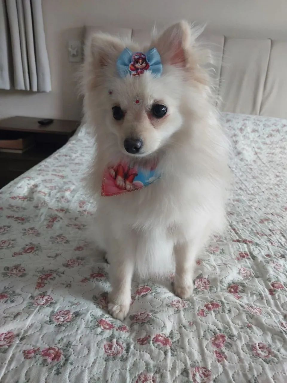 Spitz alemão anão Fêmea  - Foto 4