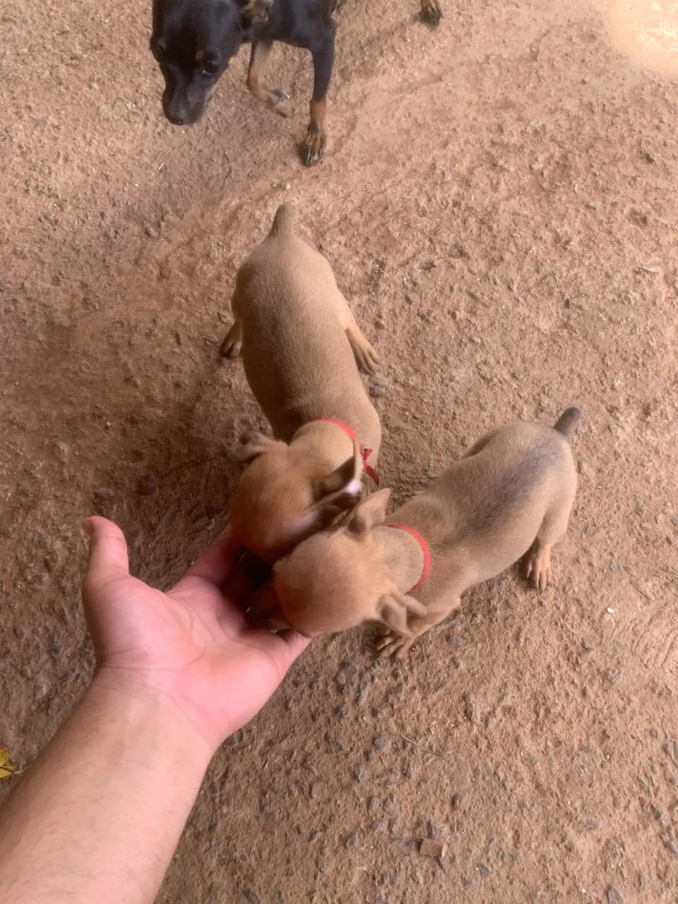 Pinscher