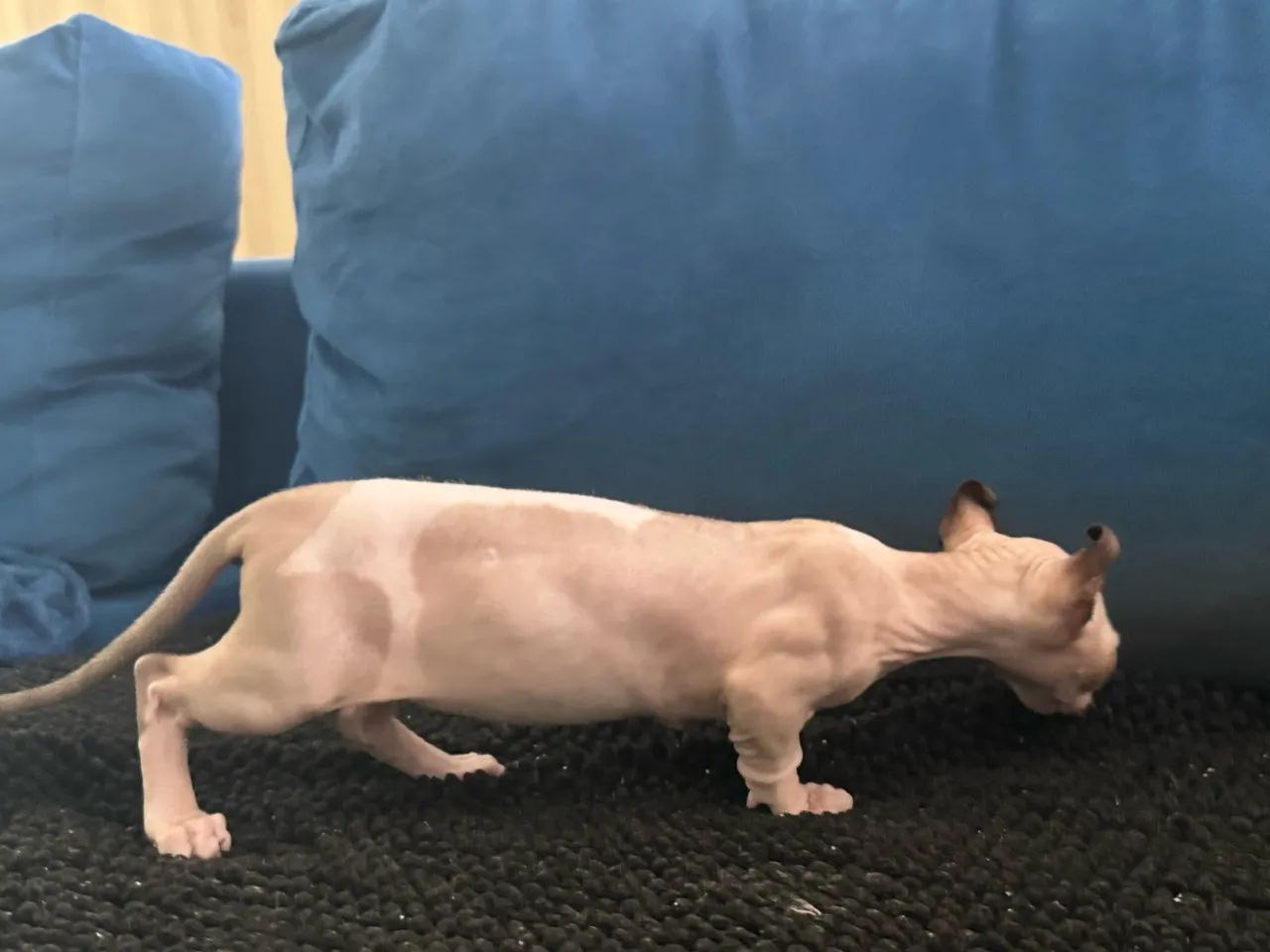 Gata Sphynx Dwelf  - Foto 2