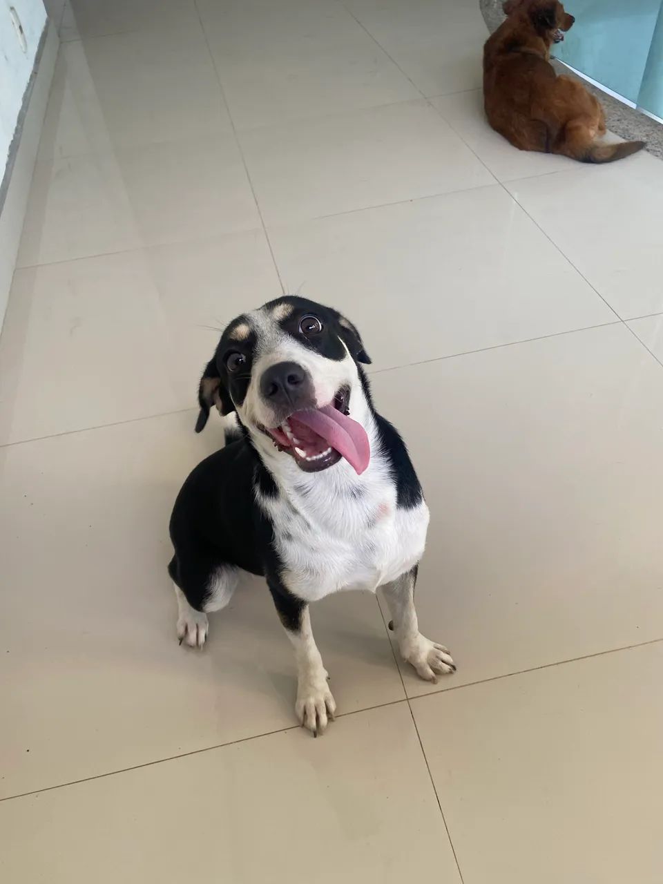 doação de cachorro  - Foto 5