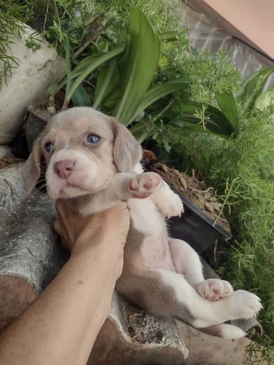 Beagle c pedigree  - Foto 4