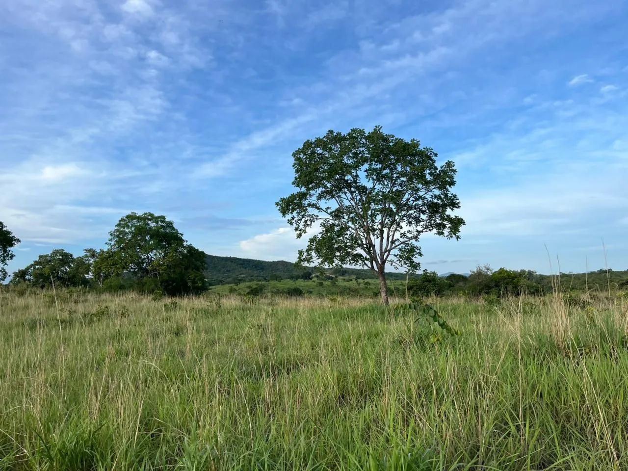 Fazenda a venda em Crixás  - Foto 4