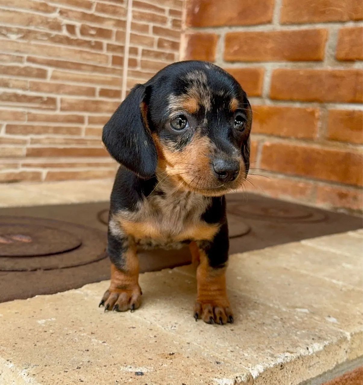 Dachshund Kaninchen - Pequeno e Elegante