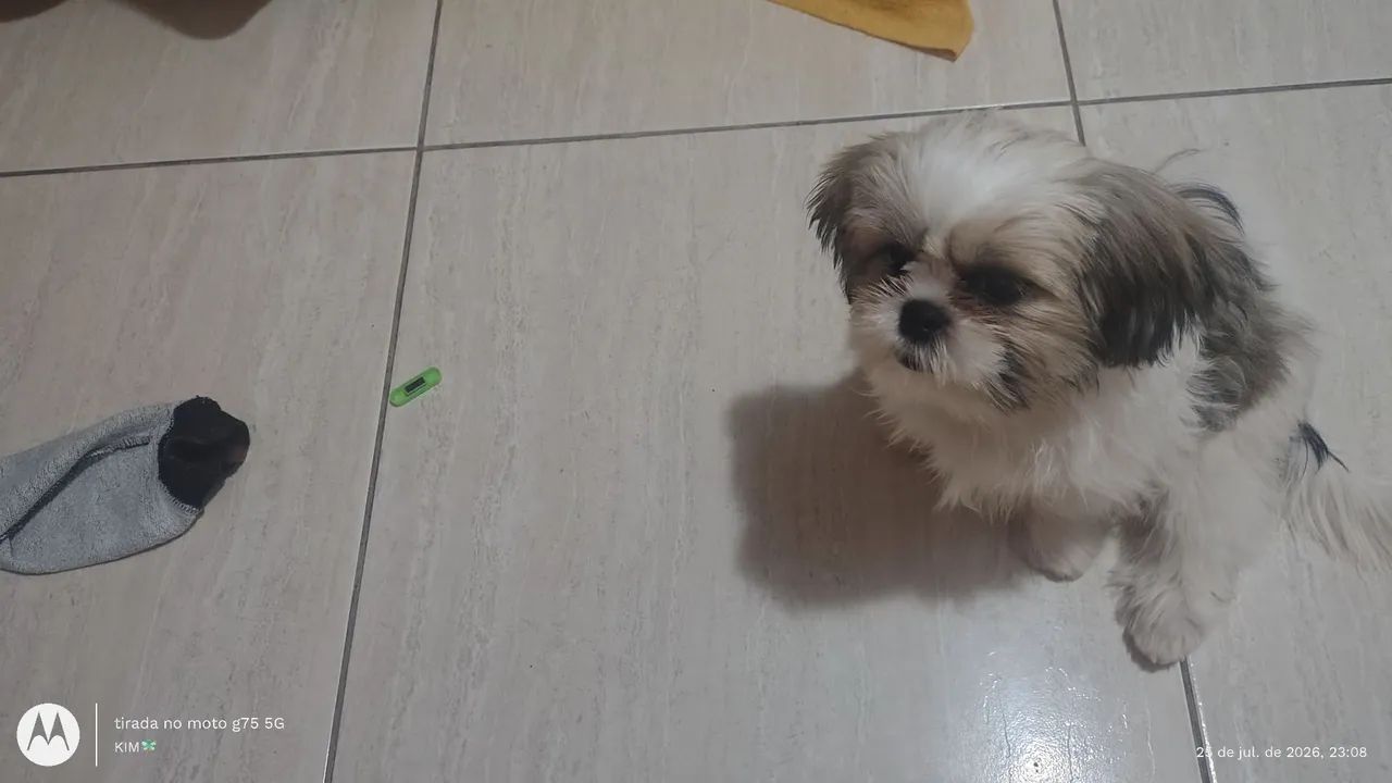 Cachorro  - Foto 2