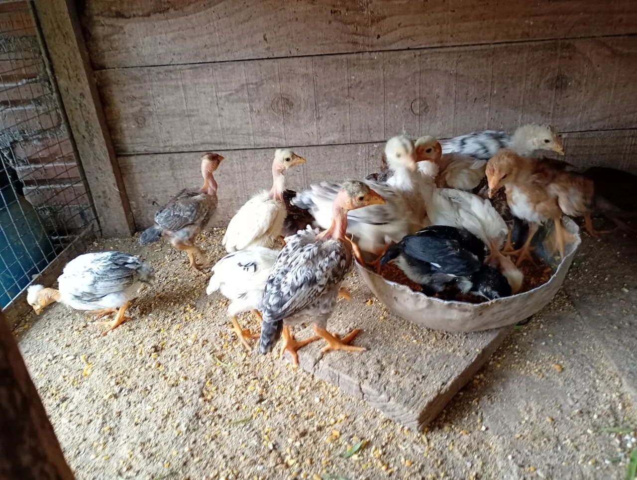 Vendo pintinhos  - Foto 5