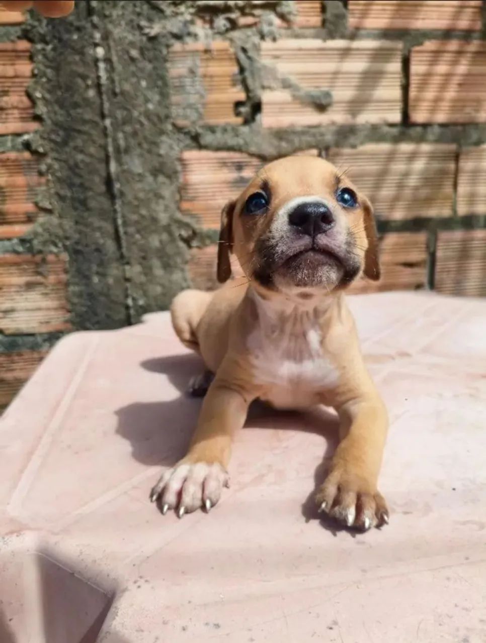 FILHOTES DE PITBUL DISPONÍVEIS 